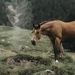 Vaya 4*